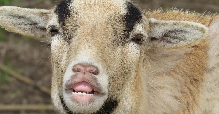 Állatvásár Vác 2026