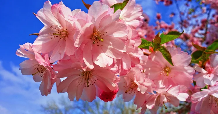 Bolondok napja, április bolondja