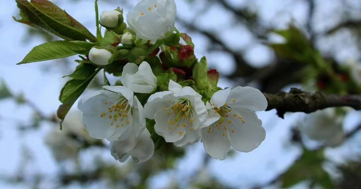 Tavaszi fesztiválok 2026