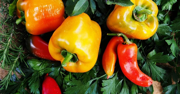 Helyi állandó piac Újszász 2025