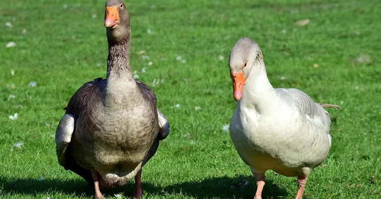 Országos állat- és kirakodóvásár Ruzsa. Hobbi- és kisállat vásár
