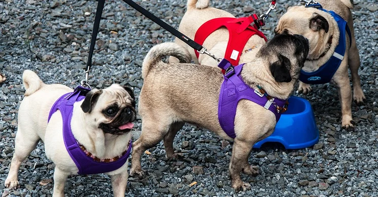 Mopsz Találkozó Budapest 2025. Országos Mopsz Találkozó