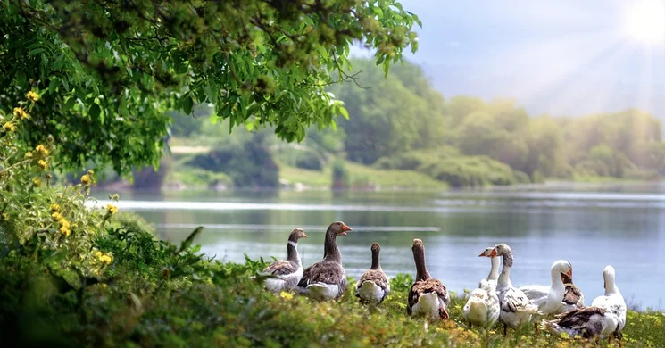 Madarak és fák napja