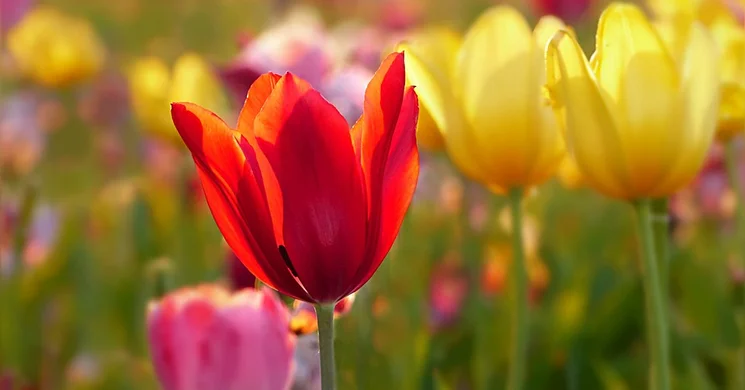 Nőnapi Bál Mór 2026