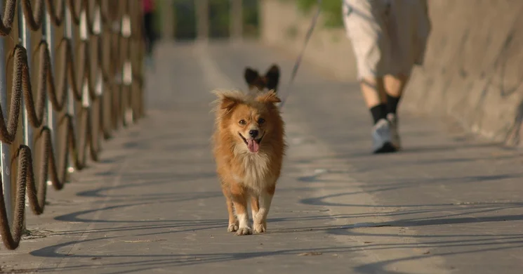 Falkaséta 2025. DOGZ Mikulás Falkaséta a Városligetben