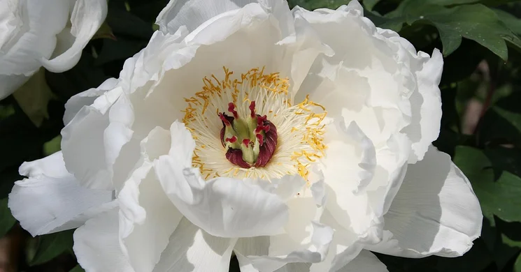 Pünkösd Vasárnap Káptalantóti Piacon