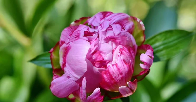 Pünkösdi Királyságok Borgáta