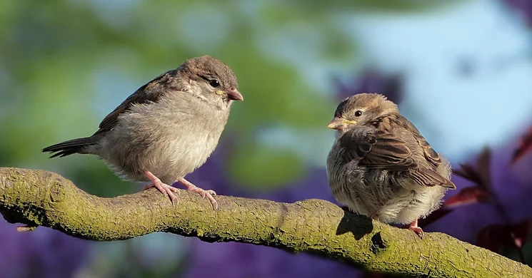 A verebek világnapja