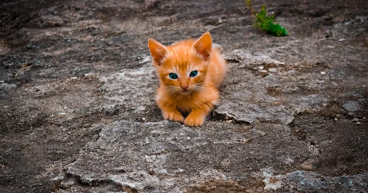 Augusztus 16. A hontalan, kóbor állatok világnapja