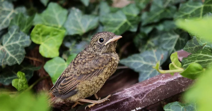 Fülemülék Éjszakája 2025