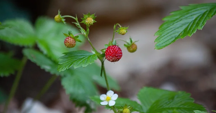 Törökmezői tanösvény