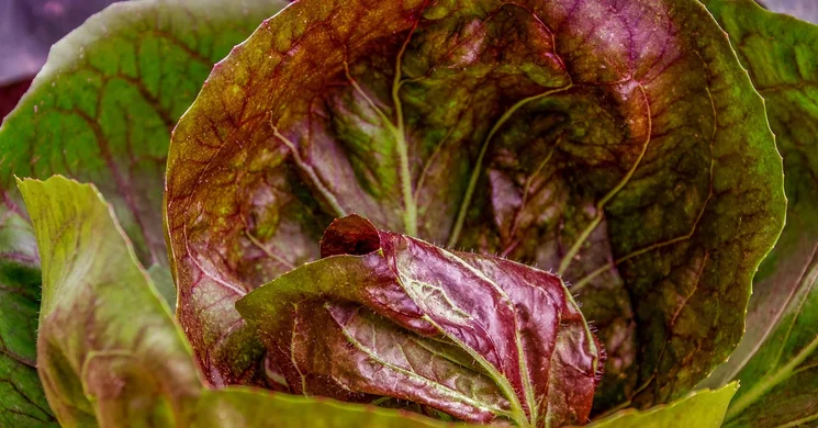 Káposztafesztivál Tarnaméra 2025