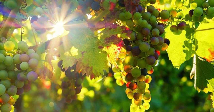 Szent Márton Borrend - Bogács