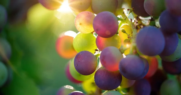 Balatonlellei Borhét 2025