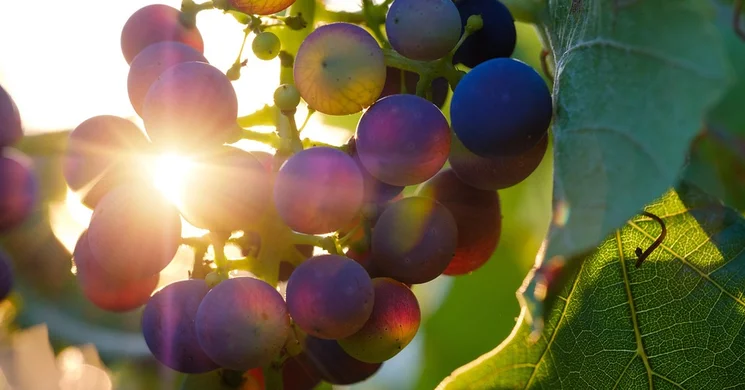 Harkányi Szüreti Fesztivál 2025. Szüreti felvonulás és bál