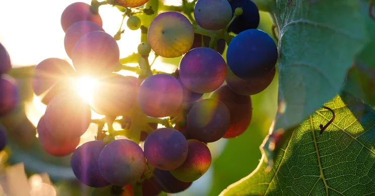 Zalakaros Szüreti Mulatság 2026 - Szüreti Felvonulás