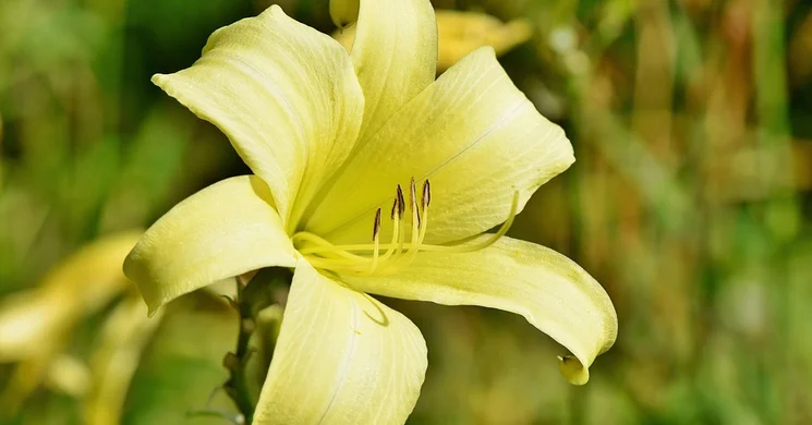 Sárgaliliom tanösvény Velemér, ökotúra az Őrségi Nemzeti Park területén