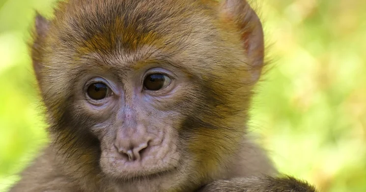 Majmok Világnapja 2025