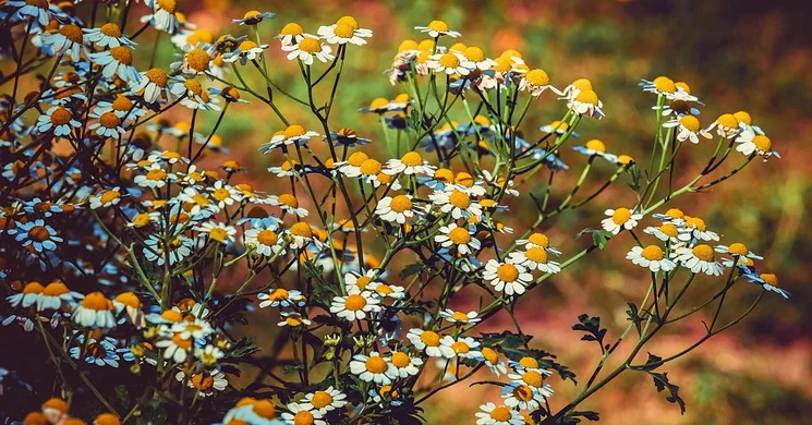 Gyógynövény botanikus kert látogatás