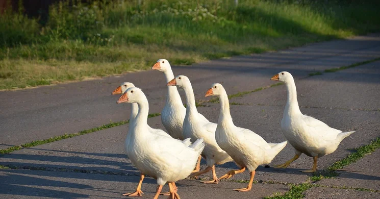 Márton-nap Balatonkenese 2025. Márton-napi libaságok