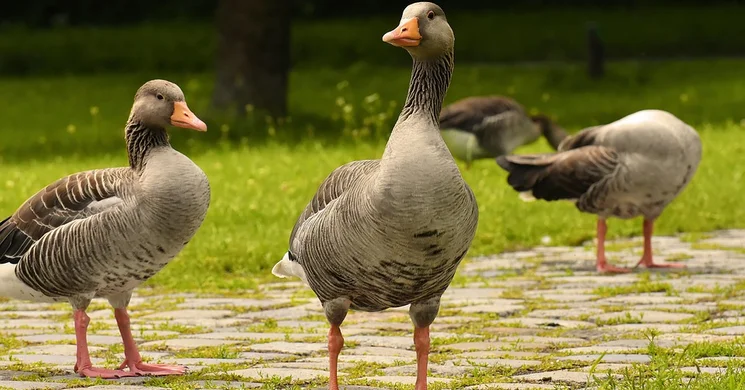 Márton-nap Kehidakustány 2025