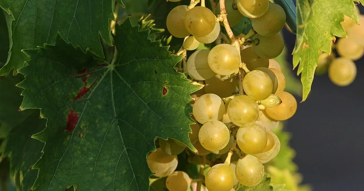 Izsáki Sárfehér Napok