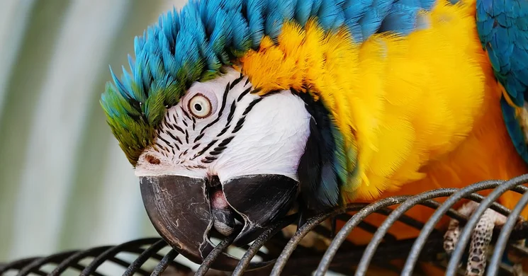 Díszmadár kiállítás és kisállatbörze Szentes 2025. Díszmadár kiállítás