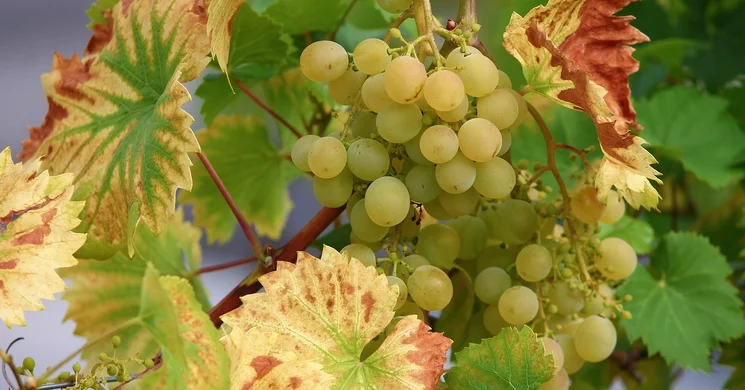 Bozsoki Falunap és Szüreti felvonulás 2025