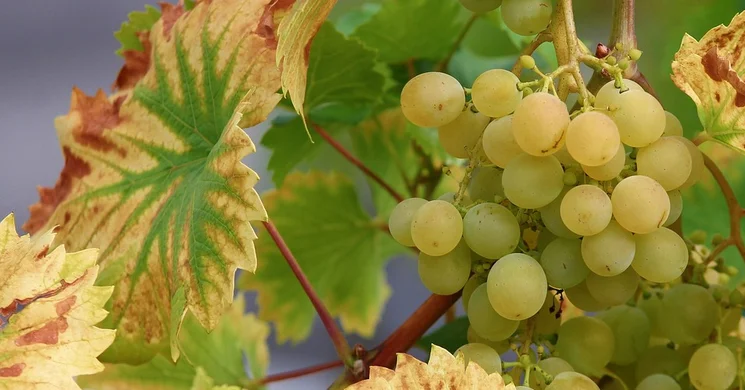 Érdi Szüreti Mulatság