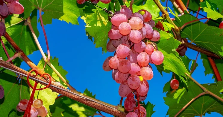 Bencekúti Pincészet