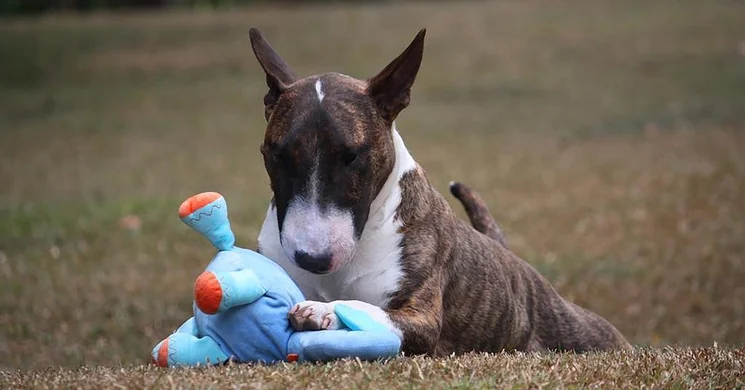Hungária Bull Terrier Klub Budapest