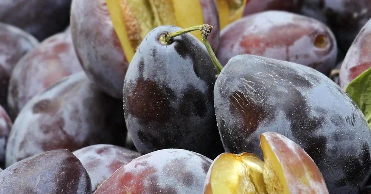 Szilva Nap Szilvásvárad 2025