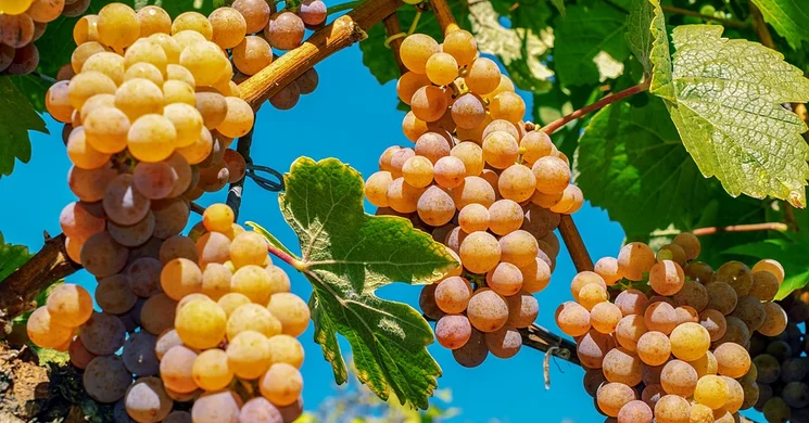 Szentiváni Szüreti Nap Győr