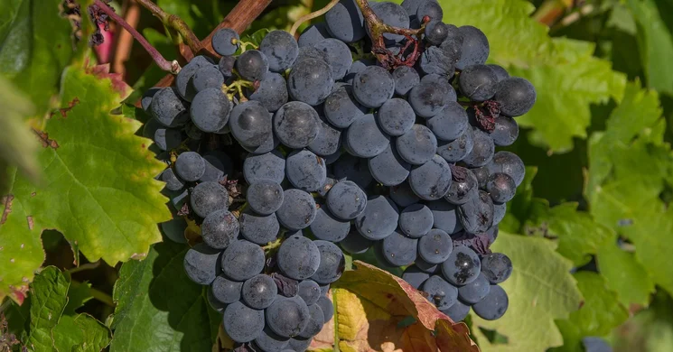 Szüret Bugyi 2025. Szüreti Felvonulás és Bál