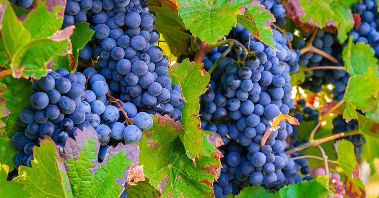 Zalakarosi Szőlőkapkodó 2025