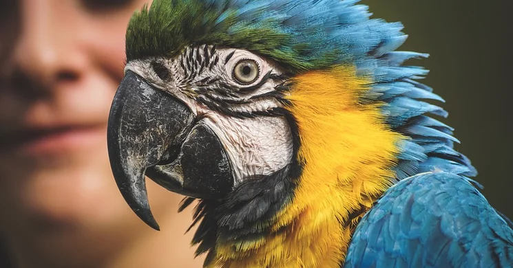 Állatvásár 2025 Nyárád. Dísz- és haszonállat vásár, növényvásár és kézműves vásár