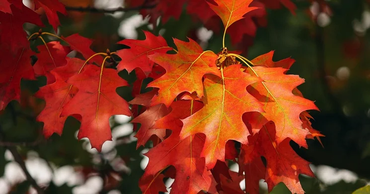 Októberi programok 2026. Események, rendezvények