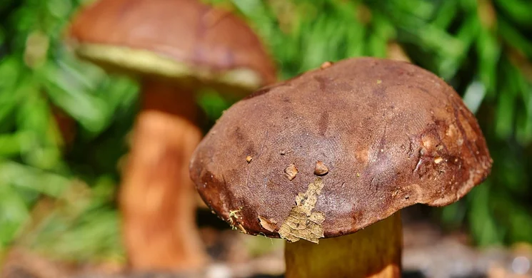 Vargánya Vigasságok Csapod 2025