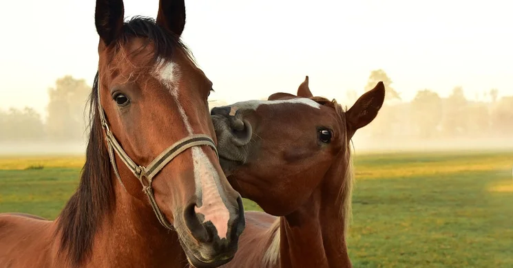 Árgyélus Lovasudvar Budapest