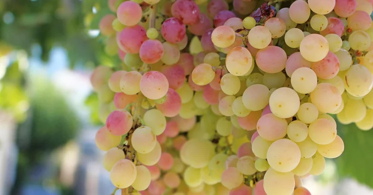 Szüret Szikszó 2025. Szüreti Fesztivál