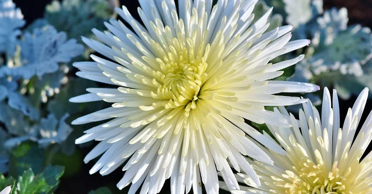 Október 31. Őszirózsás forradalom