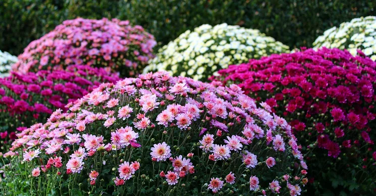 Virágvásár Edelény 2025. Mindenszenteki krizantém vásár