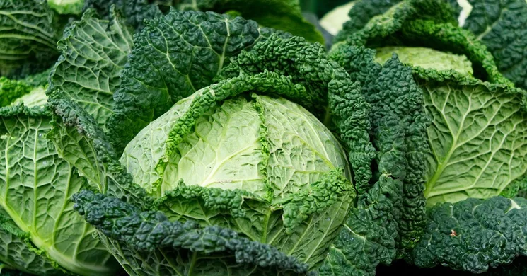 Dabasi Piaccsarnok 2026