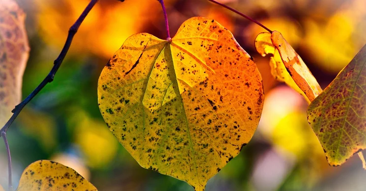 Lesencevidéki Művészeti Fesztivál