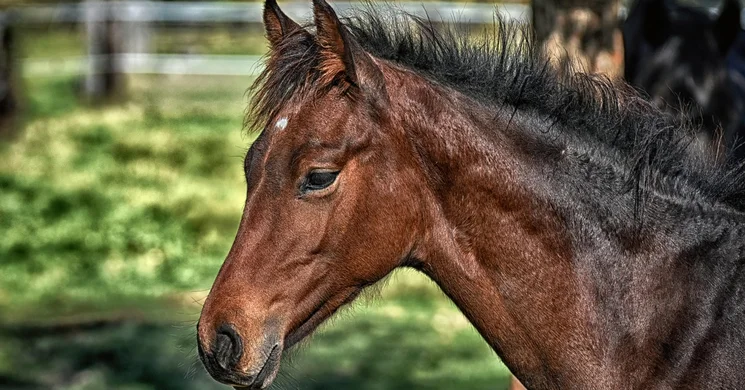 Tücsök Lovasudvar Bodmér