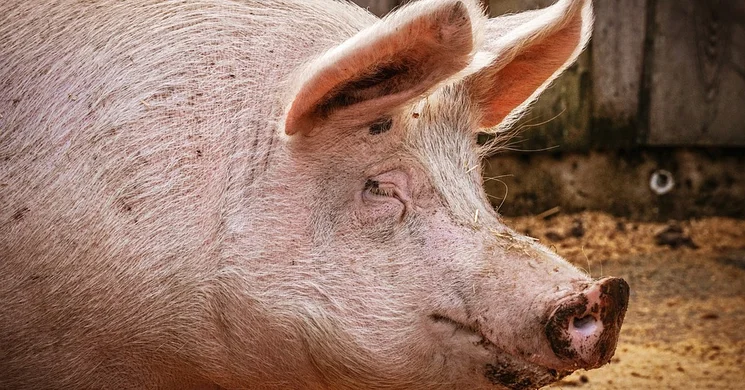 Ábrahámhegy Disznóvágás 2025