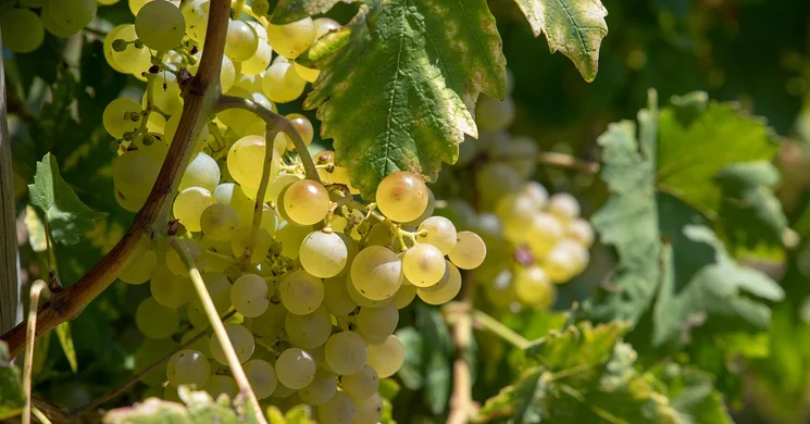 Szüret Nyírbátor 2025