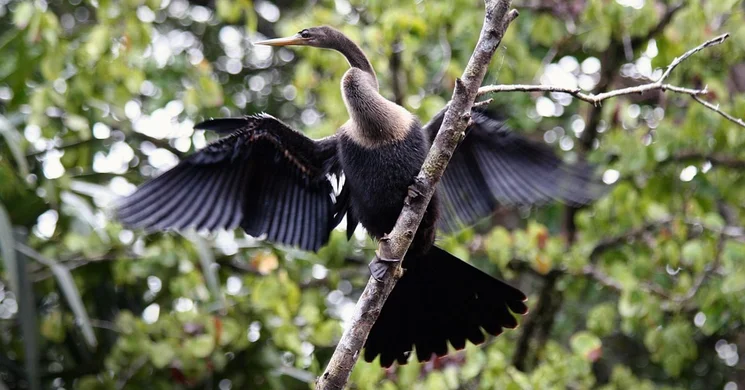 Kormorános erdő tanösvény