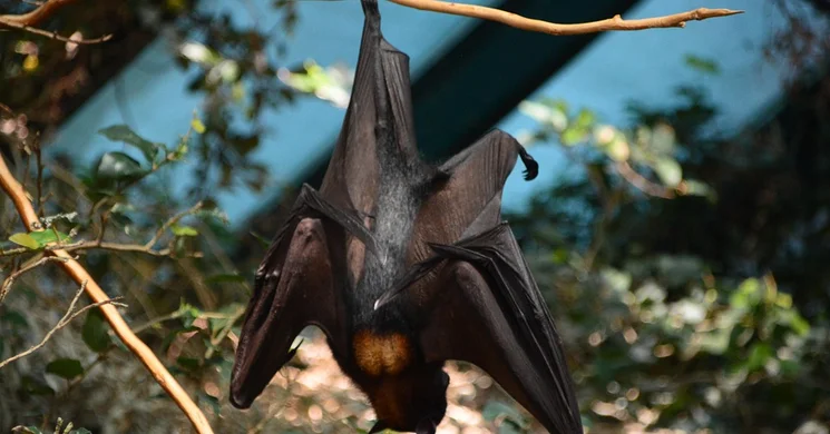 Denevérek Éjszakája Felsőtárkány 2025