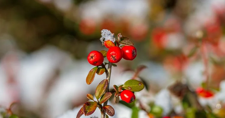 Csodabogyó tanösvény